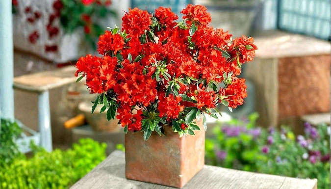 Dwarf Japanese Azalea Japonica Hot Shot Shrub - 9cm or 2L Pot!