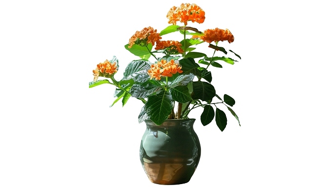 Crossandra 'Fortuna' Firecracker Flowers - 2 or 4 Pots