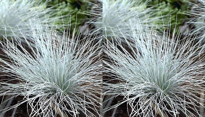 Garden Ready Festuca Glauca Blue Grass - 1 or 3 Pack!