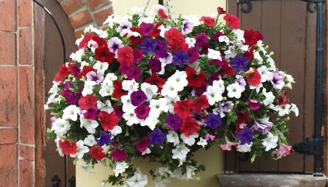Pre-Planted Petunia Surfinia Hanging Basket - 35cm!