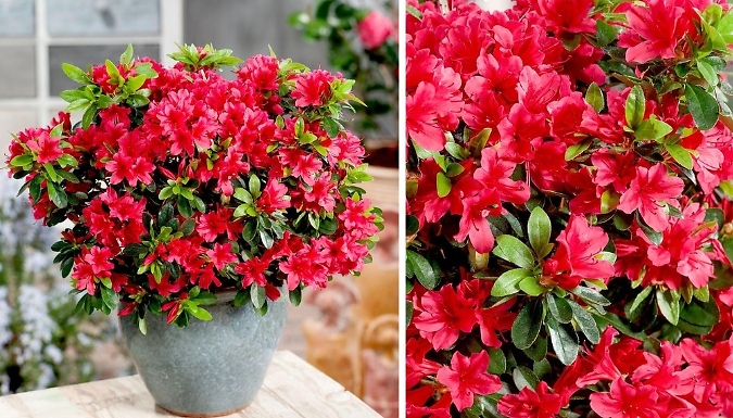 Dwarf Japanese Azalea Japonica 'Geisha Red' - 3 Options!