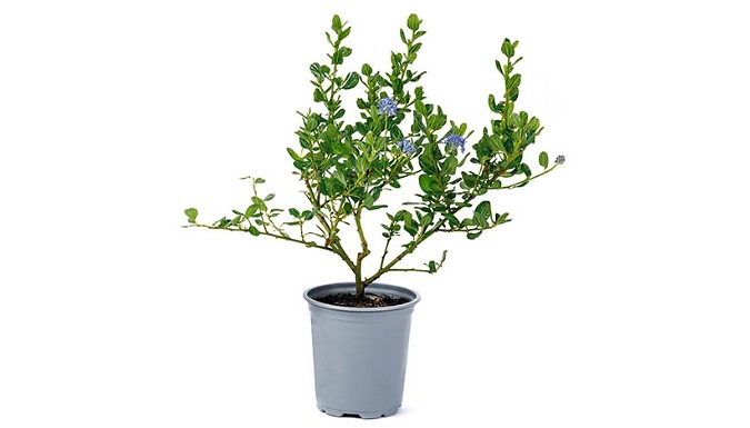 1, 2 or 3-Pack Californian Lilac Shrub - Garden Ready!