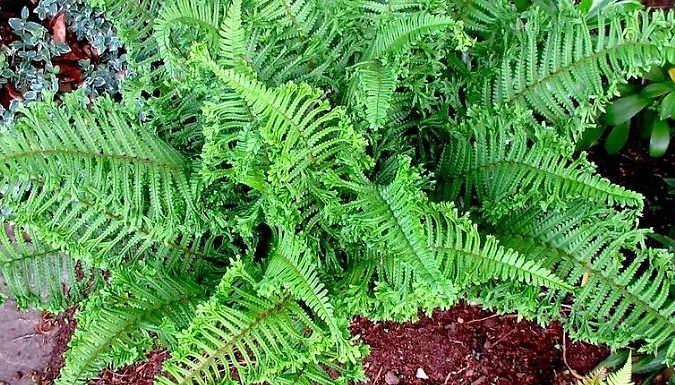 Dryopteris Fern Cristata The King Evergreen Plant