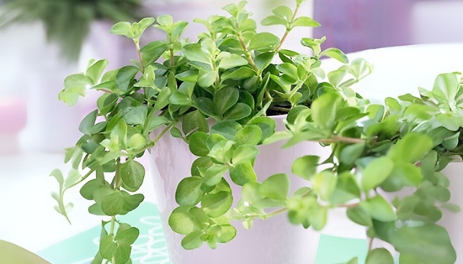 3 or 6 Trailing Jade Plants