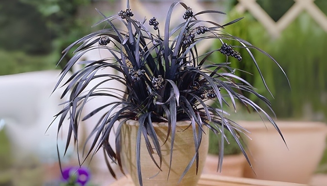 Ophiopogon Black Dragon Grass Plants - 3 Pots!
