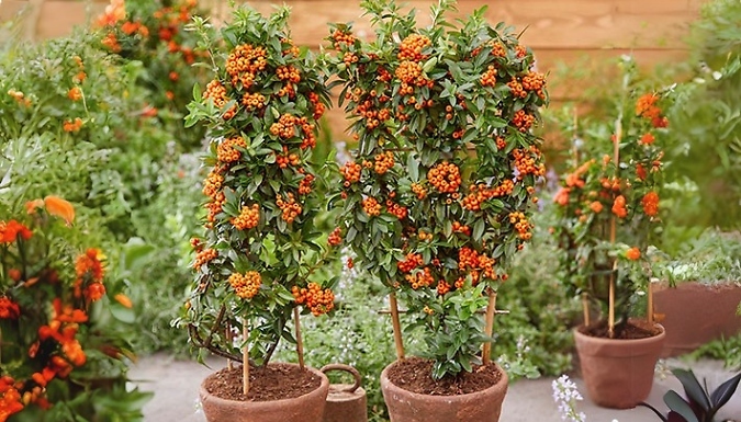 1 or 3 Pyracantha 'Orange Star' Plants