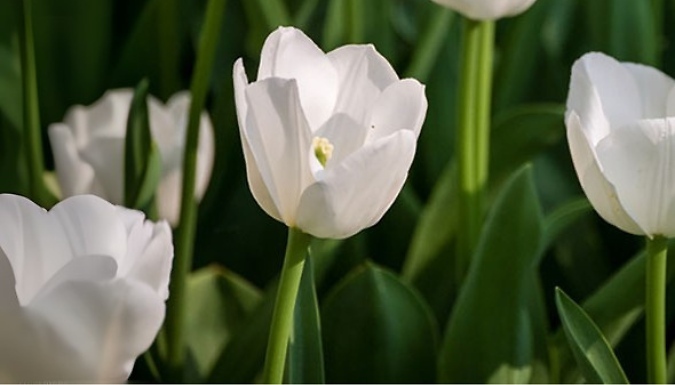 Tulip 'Triumph White' Bulbs - 15 or 30 Bulbs!