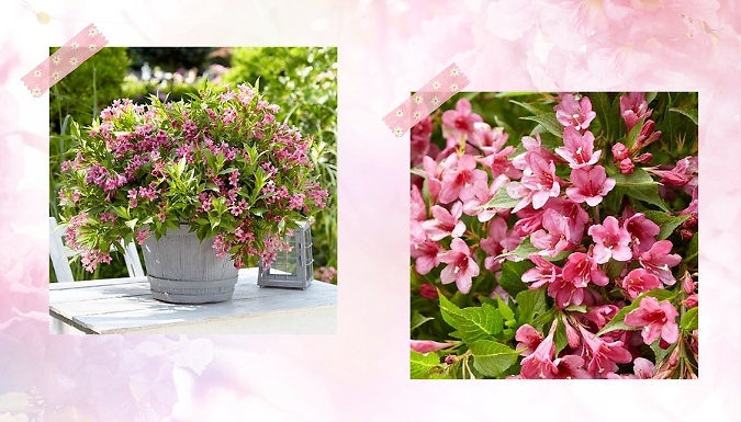Weigela Picobella Rosa - Buy 1 or 3. at Go Groopie