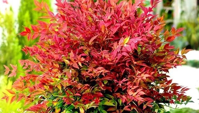 Nandina Domestica 'Obsessed' Heavenly Bamboo Plant