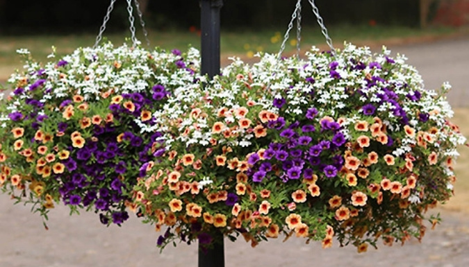 PRE-SALE: 12 Plug Plants Hanging Basket Collection - 3 Varieties