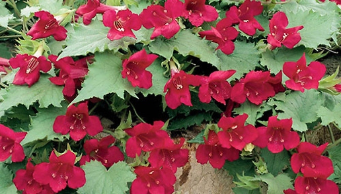 6 or 12 'Wine Red' Lofos Plugs