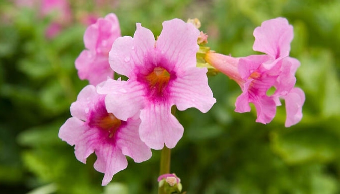 5-Pack Extra Large Hardy Gloxinia