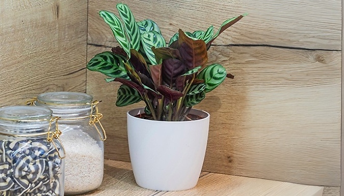 Ctenanthe Burle-Marxii Plant