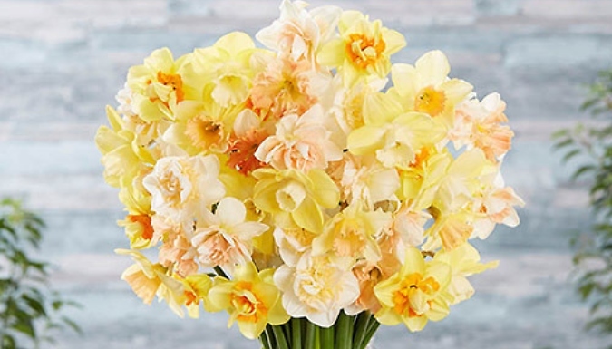 Narcissus 'Citrus Sorbet' Mix Bulbs - 25 or 50 Bulbs!
