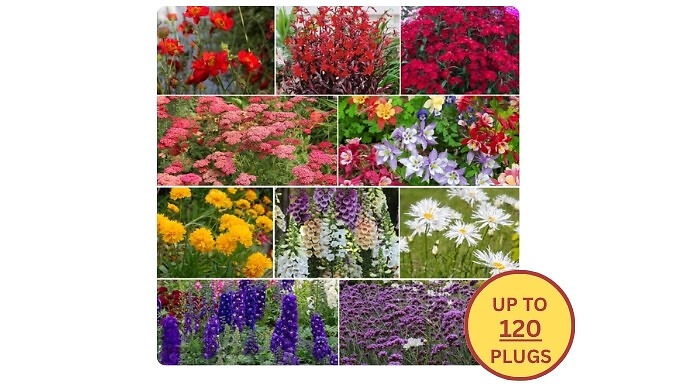 Perfect Perennial Collection - up to 120 Plug Plants!