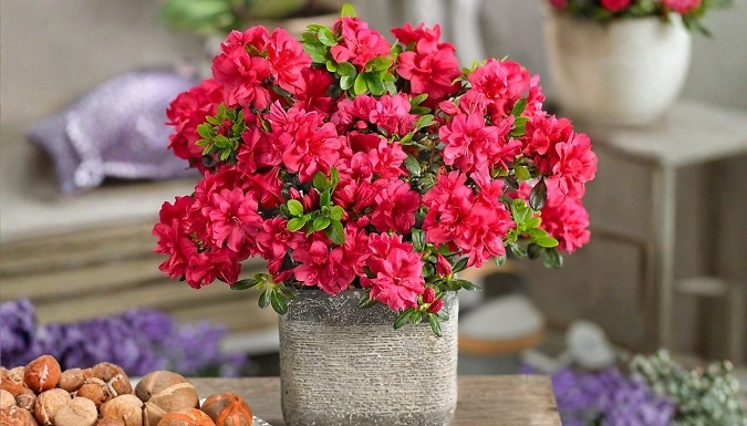 Dwarf Japanese Azalea Japonica 'Mother's Day' Shrub