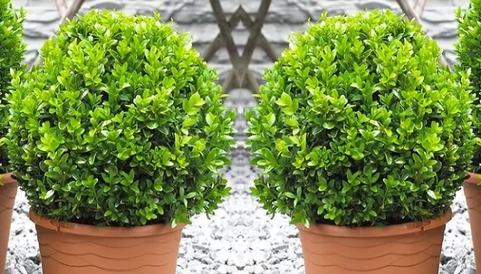 Pair of Premium-Quality Topiary Buxus Balls