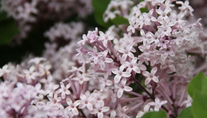 Fragrant Dwarf Lilac 'Palibin' - 1 or 2 Potted Plants!