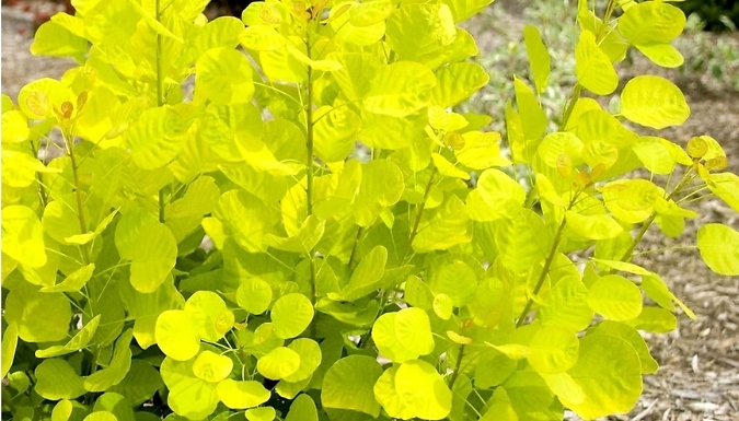 Smoke Tree Cotinus Coggygria 'Golden Spirit' - 1, 2 or 3 Pots!