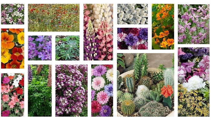 Scented & Mixed Seed Collection - Over 1000 Seeds!