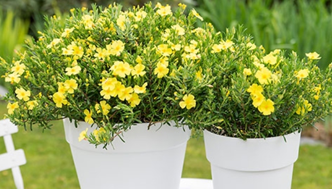 1.5L Halimium 'April Sun'