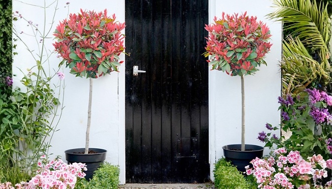 1 or 2 Photinia 'Red Robin' Trees