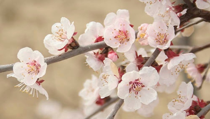 1 or 3 Japanese Blossom Cherry Prunus 'Kojo-no-Mai' Tree