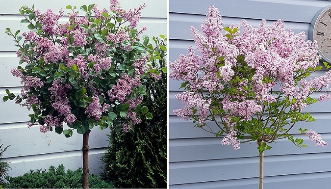 Pair Of Lilac Syringa Palibin Standard Plants