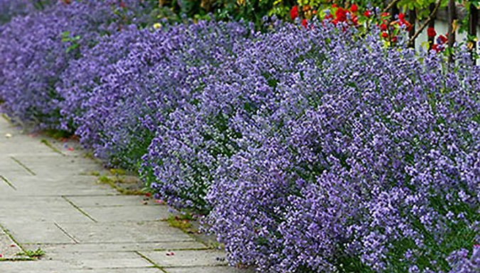 12 or 24 Lavender 'Munstead' Plug Plants