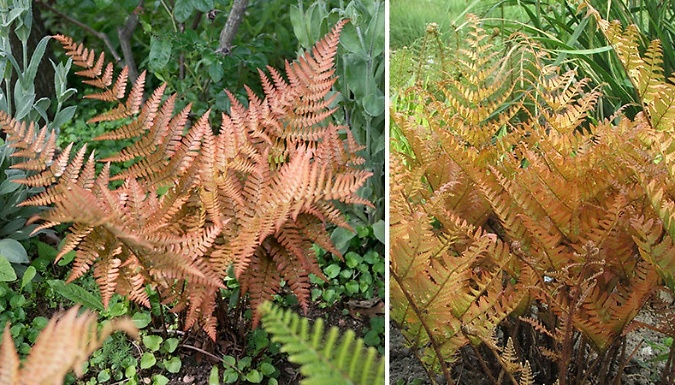 Copper Shield Fern - 2L Pot!