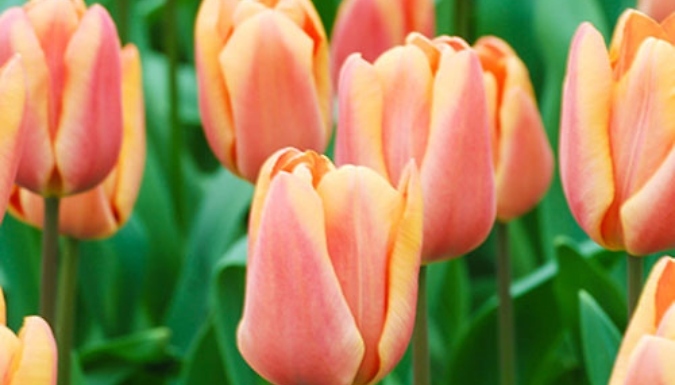 Tulip 'Apricot Foxx' Bulbs - 12 or 24 Bulbs!