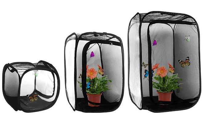 Popup Insect Cage - 3 Sizes