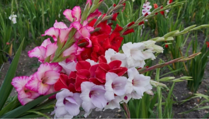Gladioli Large Flowering Mixed Bulbs - 20 Pack