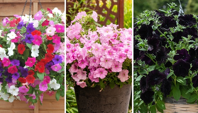 12-Pack Petunia Easy Wave Garden Ready Plants - 3 Options!