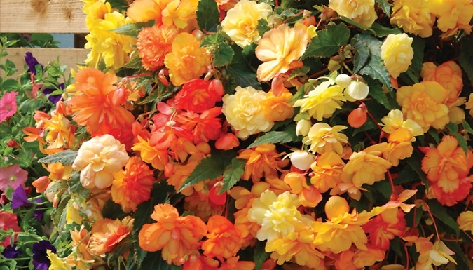12-Pack Begonia Apricot Shade Garden Ready Plants