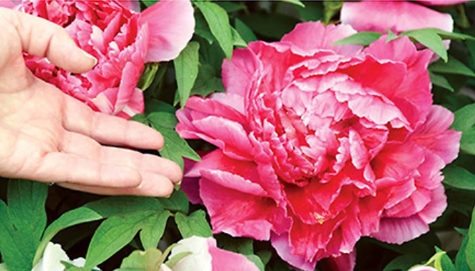 3-Pack Hardy Peony Collection