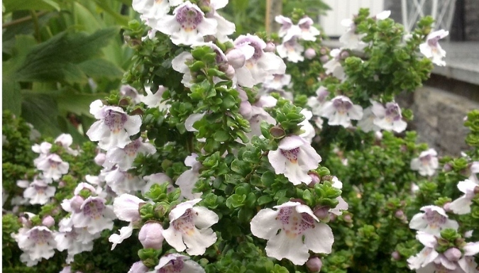Prostranthera 'Cuneata' Alpine Mint Plant - 4 Options