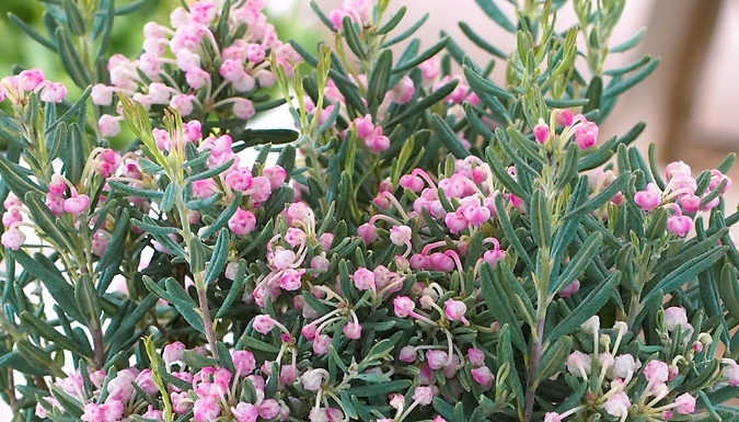 Andromeda Ericaceae 'Blue Ice' Evergreen Shrub - 2-Litre!