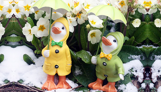 1 or 2 Mini Rainy Day Duck Garden Ornaments - 2 Colours