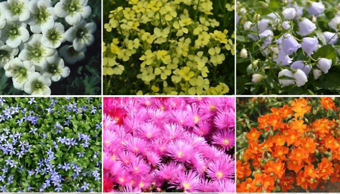 Alpine Rockery Collection - 5, 10 or 20 Plants!