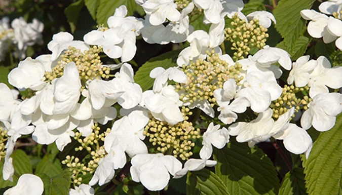 3L 'Kilimanjaro Sunrise' Viburnum Plicatum