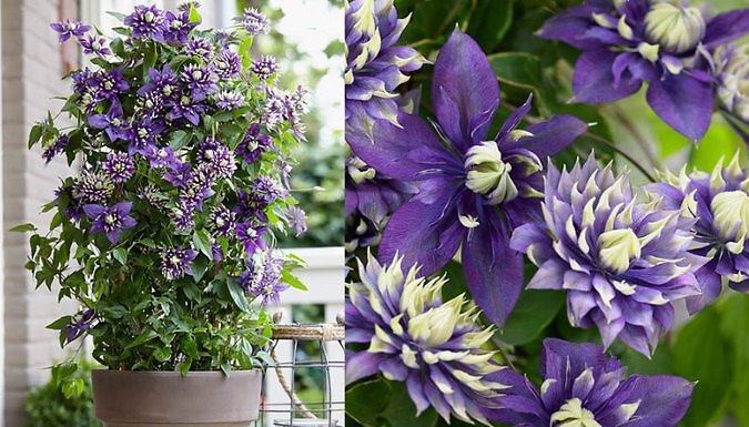 1 or 2 Clematis Taiga Plants