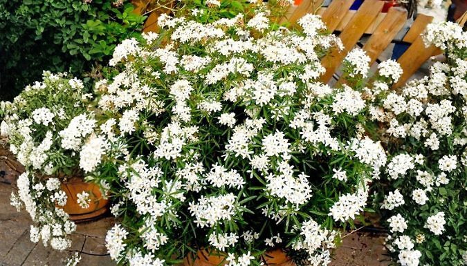 Choisya 'White Dazzler' Mexican Orange