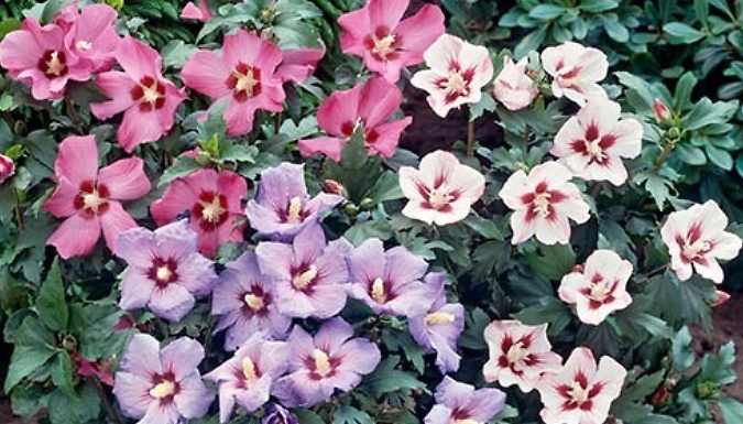 Garden Ready - Tricolour Hibiscus Plant - 4.6L or 6L!