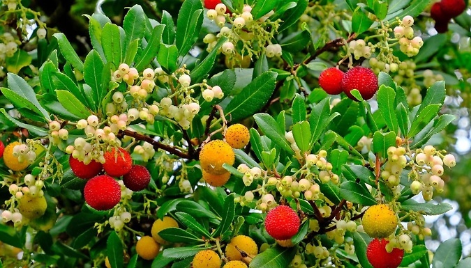 Dwarf Strawberry Tree Arbutus 'Unedo Compacta' Shrub - 1 or 2 Pots!
