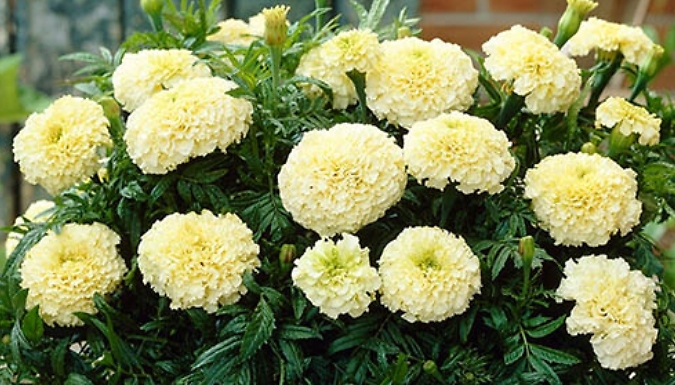African Marigold 'Vanilla' - 24 Plug Plants!
