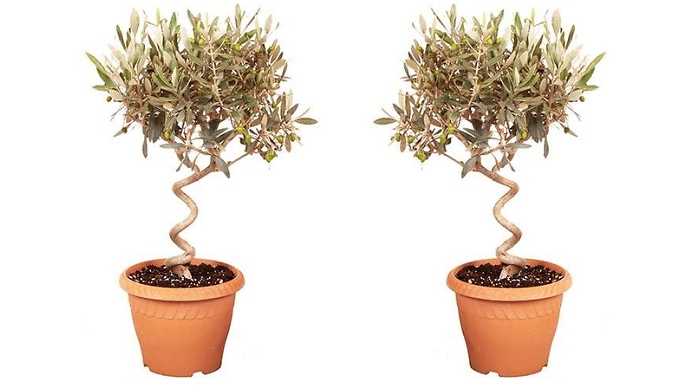 1 or 2 Patio Spiral Stem Olive Trees