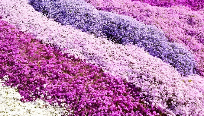 12-Pack Creeping Carpet Phlox Plug Plants