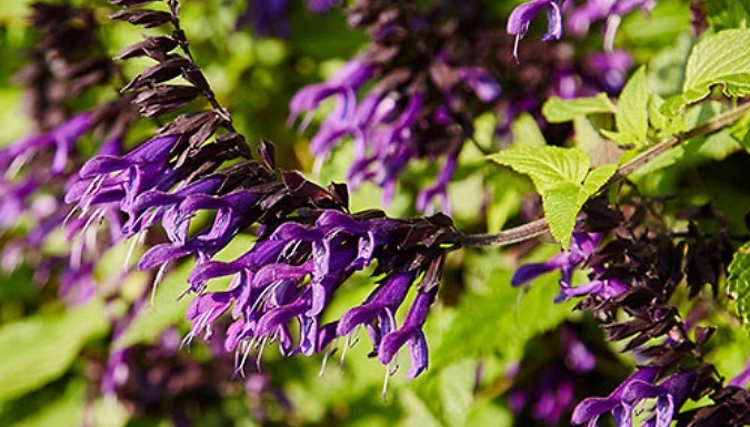 Salvia 'Amistad' Plants - 1 or 3-Pack!