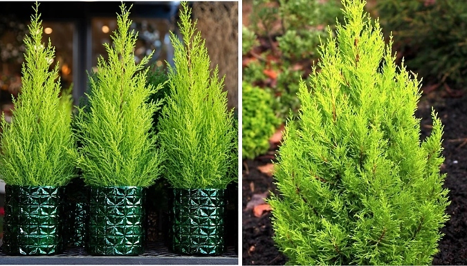 Dwarf Conifer Cupressus 'Wilma' Goldcrest Lemon Cypress Plants - Buy 2 or 8!